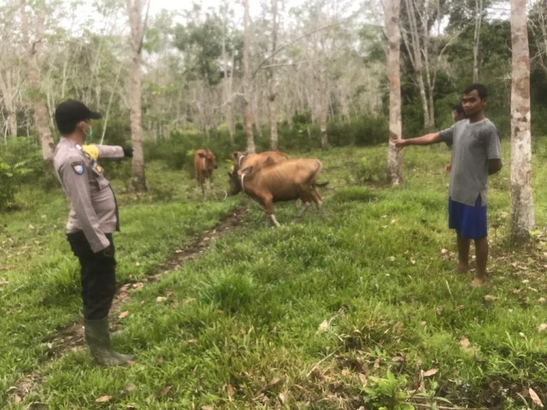 Merebaknya PMK Pada Sapi, Bhabinkamtibmas Polsek Sayan Langsung Mendata Pemilik Ternak