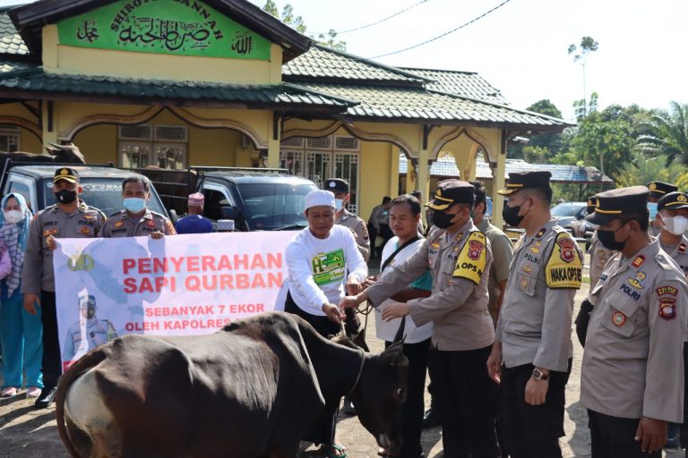 Polres Melawi Langsung Salurkan 7 Ekor Sapi Untuk Qurban