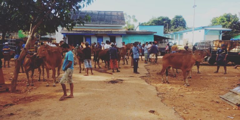 PMK Pada Hewan Ternak Berdampak Langsung Pada Ekonomi Masyarakat