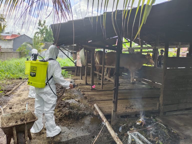 Cegah Penyebaran PMK, Personil Ops Aman Nusa 2 Polda Kalbar Semprotkan Disinfektan