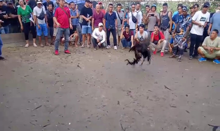 Judi Sabung Ayam Di Desa Bonet Engkabang Aktif Kembali