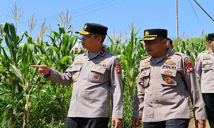 Wakapolda Kalbar Lakukan Cek Langsung Lahan Jagung Di Melawi Menjelang Panen Raya