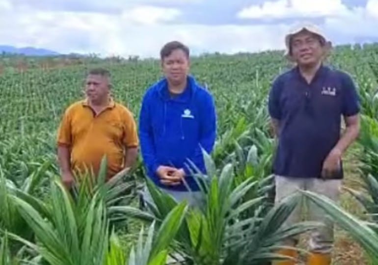 Sebanyak 16.800 Batang Bibit Kelapa Sawit Milik CV Belaban Mekar Resmi  Tersertifikasi