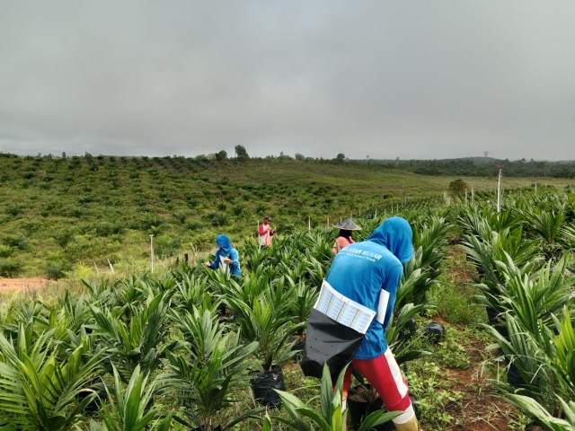 CV. Belaban Mekar Lakukan Pemasangan Label Sertifikasi Bibit Kelapa Sawit
